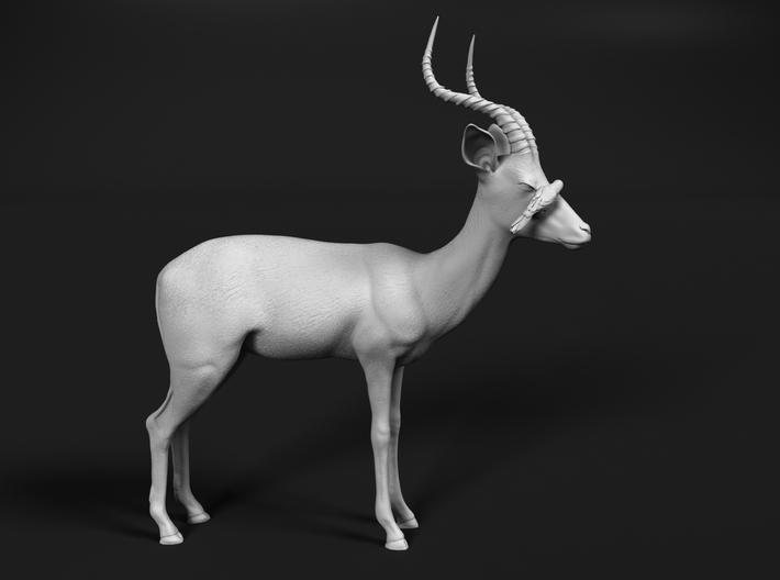 Impala 1:35 Male with Red-Billed Oxpecker 3d printed