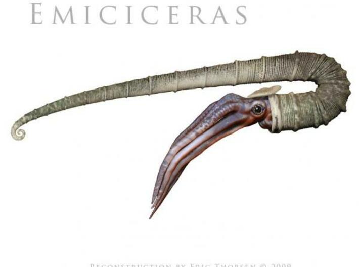 Megacrioceras 3d printed Description
