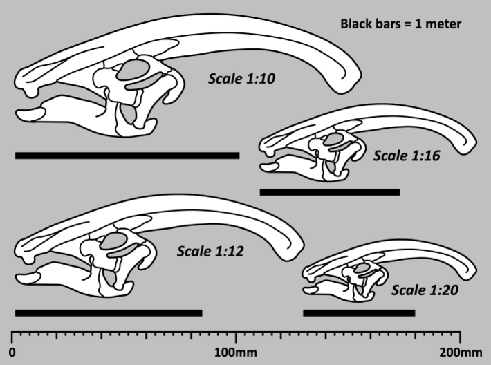 Parasaurolophus - dinosaur skull replica 3d printed Diagram showing scale sizes
