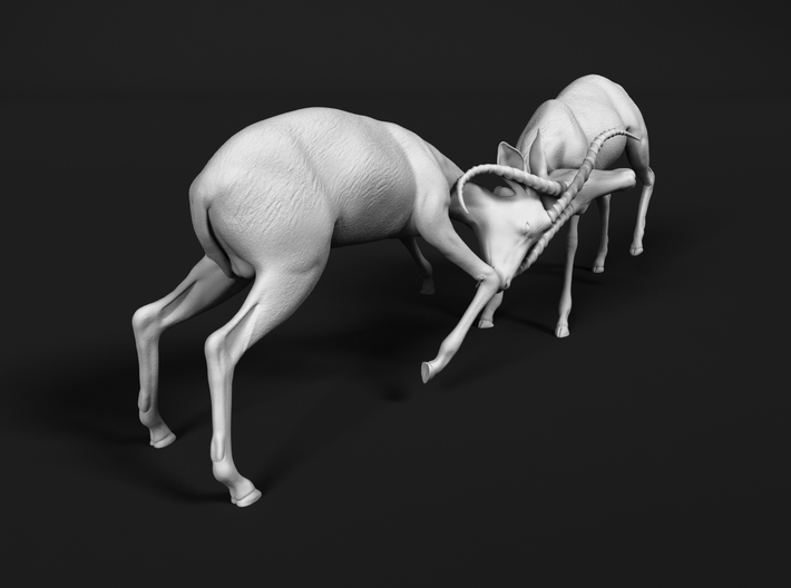 Impala 1:25 Fighting Males 3d printed 