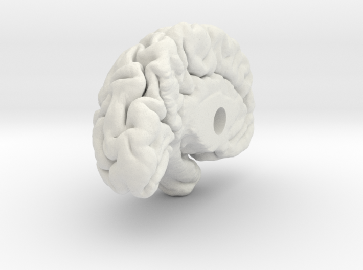 Left Brain Hemisphere 1/1 3d printed