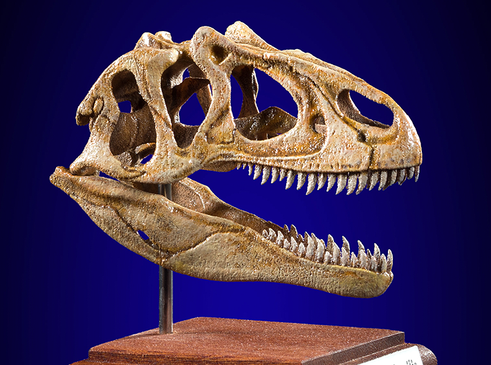 Allosaurus - dinosaur skull replica 3d printed Actual photo of product
