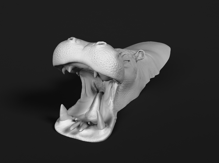 Hippopotamus 1:72 Mouth Open in Water 2 3d printed