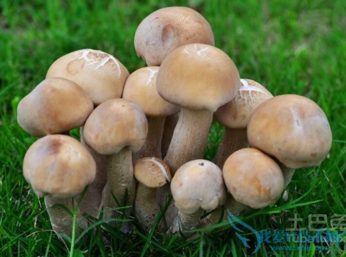 A Bunch Of Mushroom 3d printed 