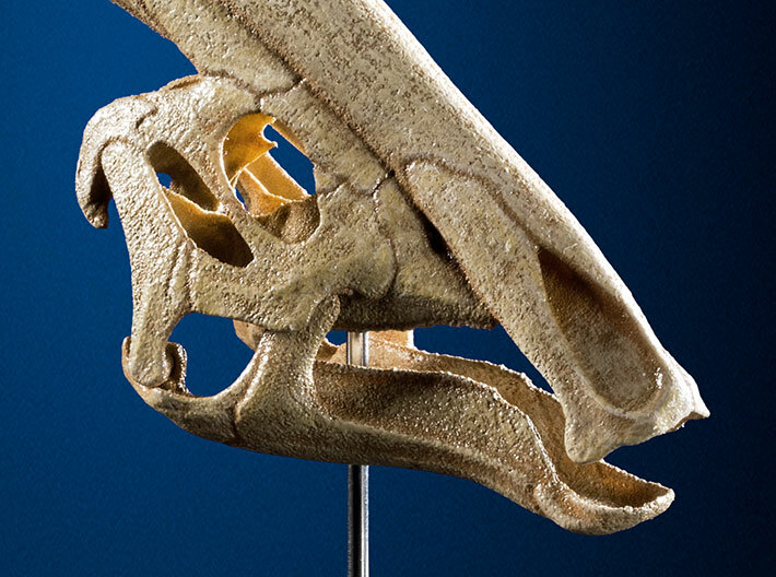 Parasaurolophus - dinosaur skull replica 3d printed 3D model with added paint finish