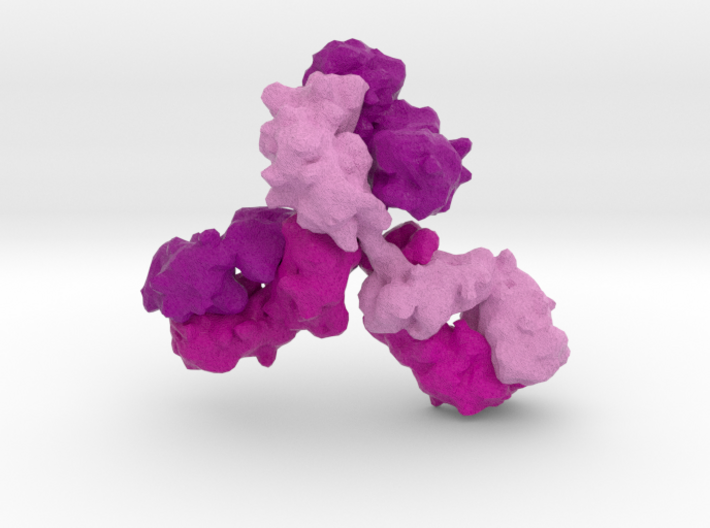 Immunoglobulin Antibody 3d printed
