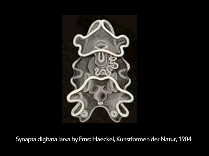 Sea Cucumber Larva Lapel Pin 3d printed Sea Cucumber Larva drawing by Ernst Haeckel