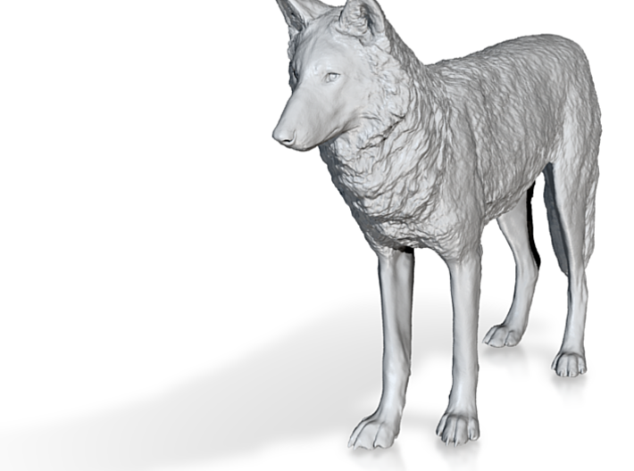 North American Gray Wolf - Small 3d printed Shapeways render