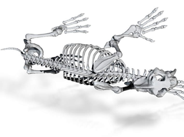 Saber Tooth Tiger Skeleton Scaled 100mm.2 3d printed