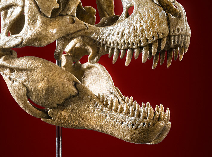 Tyrannosaurus skull - dinosaur model 3d printed Product photo