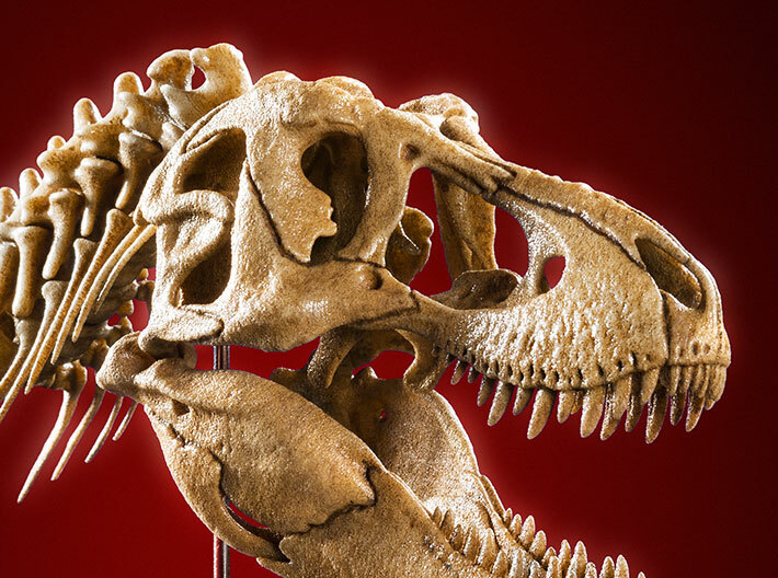 Tyrannosaurus - dinosaur skull and neck vertebrae 3d printed photo of product with added paint