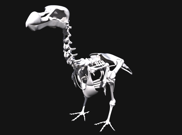 DODO Skeleton 3d printed 