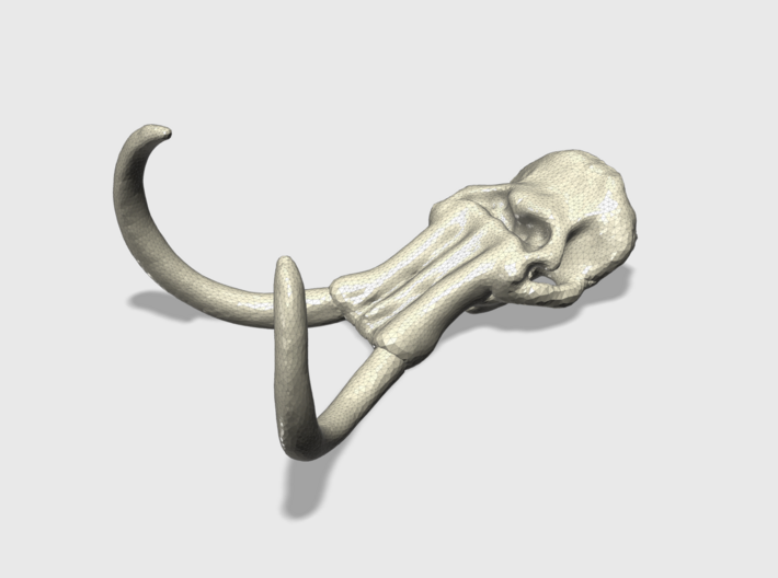 30 x 40mm Mammoth Skull (Lrg) 3d printed 