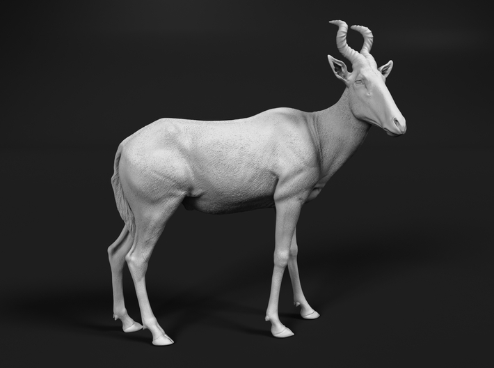 Red Hartebeest 1:22 Standing Male 3d printed