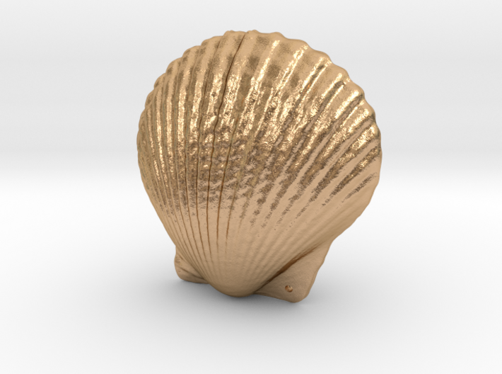 Small Seashell Pendant Closed 3d printed