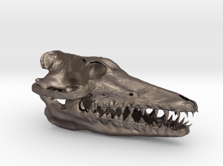 Pakicetus skull half size 3d printed