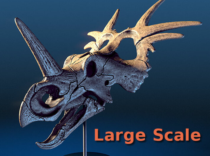 Styracosaurus - large scale dinosaur skull 3d printed
