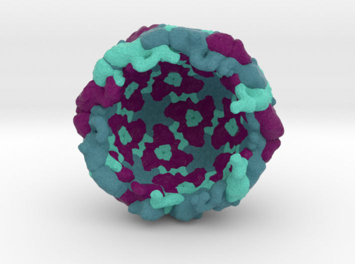 Half of Hepatitis A Virus 3d printed