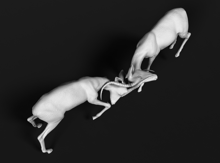 Impala 1:120 Fighting Males 3d printed 
