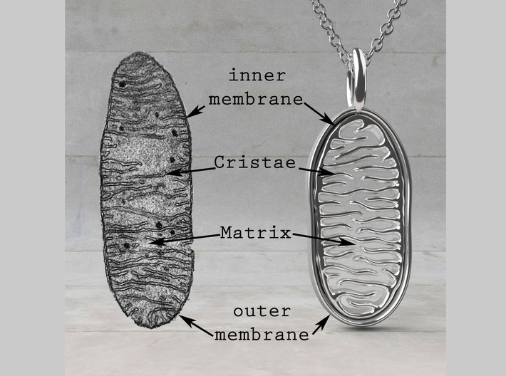 Mitochondrion Pendant 3d printed Mitochondrion Pendant in polished silver