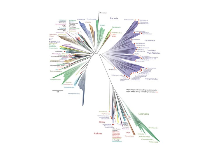 Phylogenetic Tree Pendant - Biology Jewelry 3d printed UC Berkeley phylogenetic tree