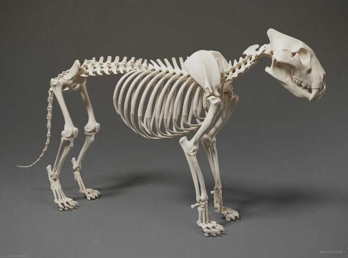 Lion Skeleton Sculpture 3d printed 