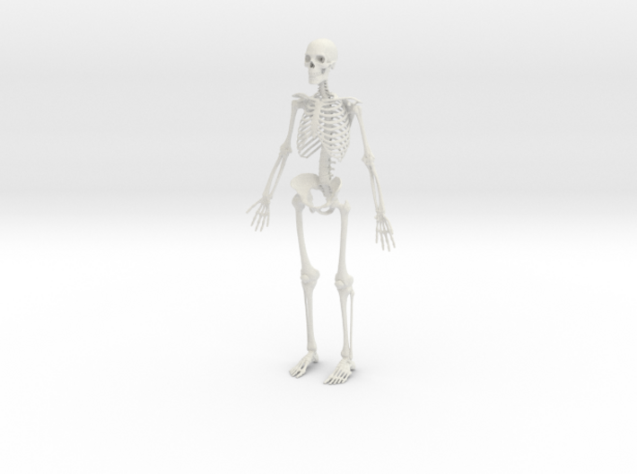 Human Skeleton -1:6 scale (30 cm) 3d printed