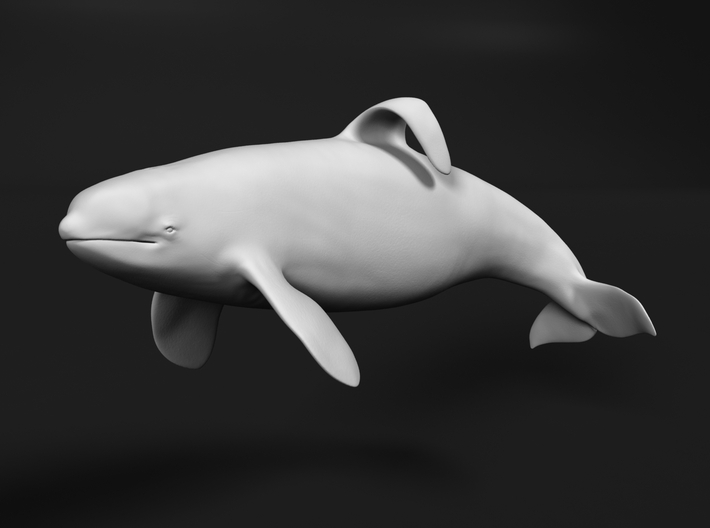 Killer Whale 1:160 Captive male swimming 3d printed