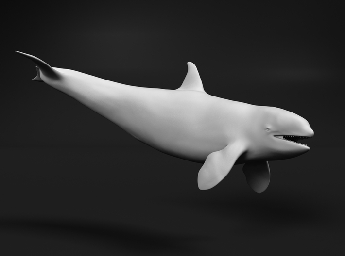 Killer Whale 1:120 Female with mouth open 2 3d printed 