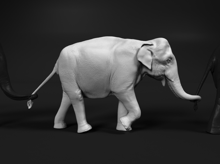 Indian Elephant 1:25 Female walking in a line 2 3d printed 
