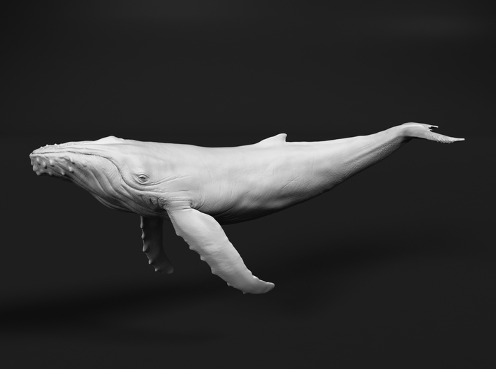 Humpback Whale 1:72 Swimming Calf 3d printed 