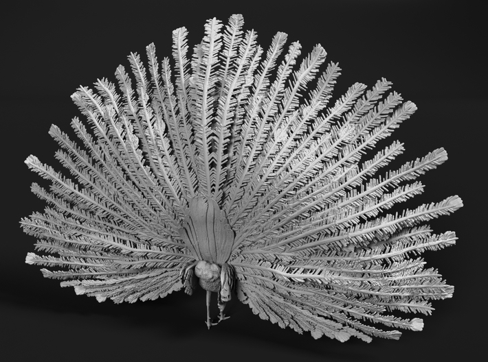 Indian Peafowl 1:20 Displaying Peacock 3d printed 