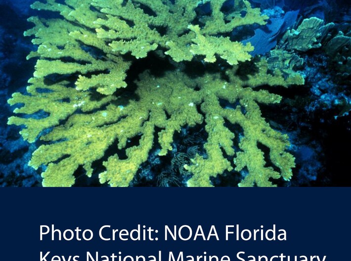 Acropora Elkhorn Coral Ring - Marine Biology 3d printed Elkhorn Coral: Acropora palmata