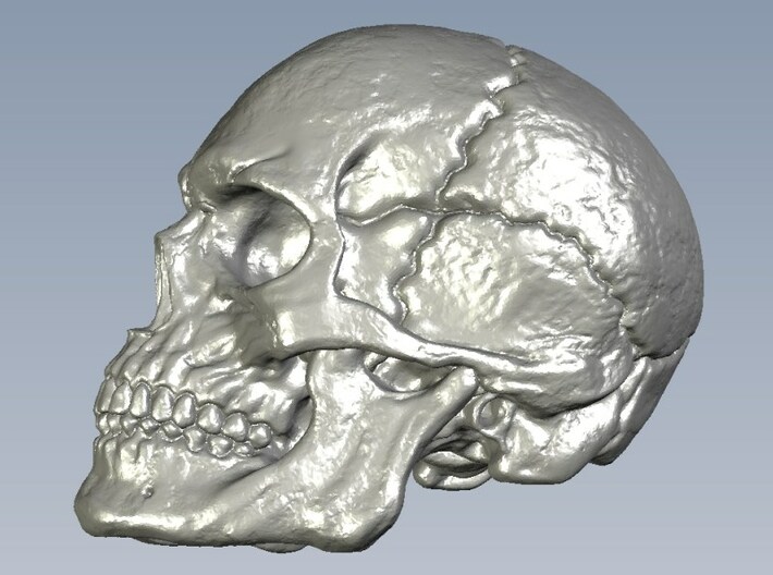 1/16 scale human skull miniatures x 5 3d printed 