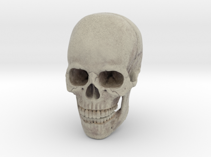 Full-Color 1:6 Scale Human Skull 3d printed