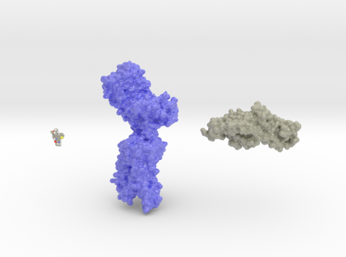 Luteinizing Hormone Receptor Collection 3d printed