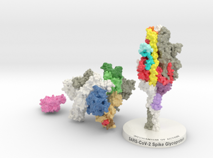 SARS-CoV2 Spike Glycoprotein ACE2 6VXX-6M17 MOA 3d printed