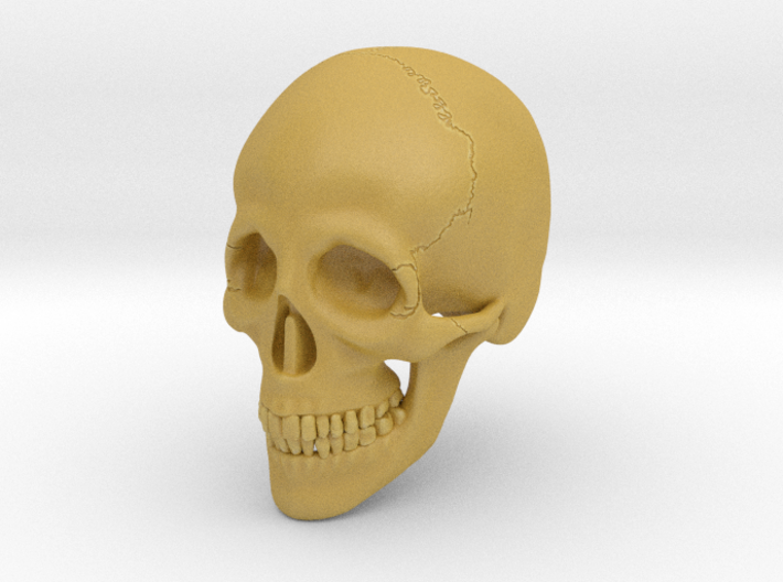 1:16 Scale Human Skull 3d printed 