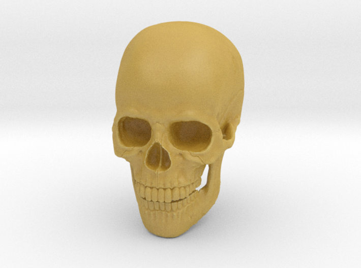 Full-Color 1:6 Scale Human Skull 3d printed