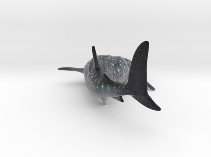 Whale Shark Color 3d printed Shark in color ©2012-2014 RareBreed