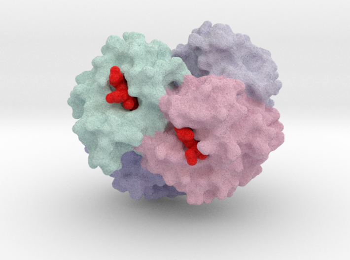 Haemoglobin molecule 3d printed 