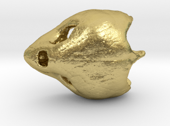 Loggerhead Sea Turtle Skull 3d printed 