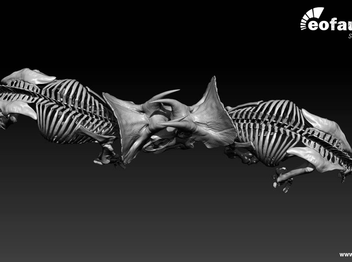 Triceratops horridus skeleton 1:48 scale 3d printed two models face to face