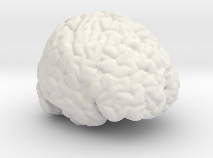 Life Size Brain from MRI 3d printed