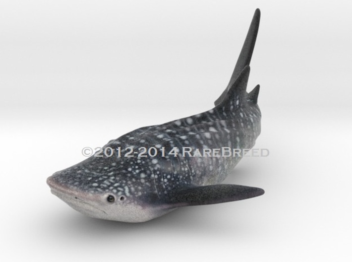 Whale Shark Color 3d printed Whale shark in color by ©2012-2014 RareBreed