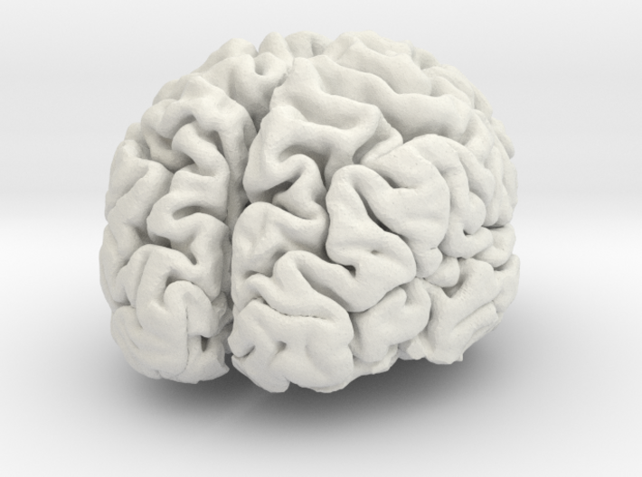 Brain replica full scale from MRI scan 3d printed