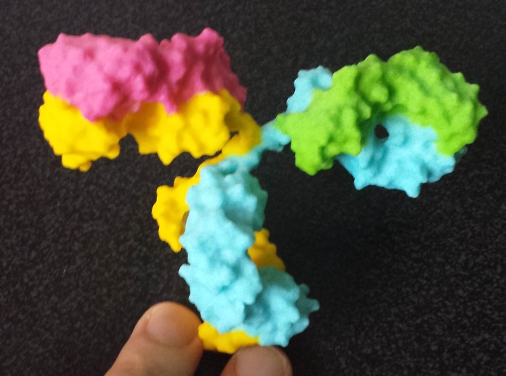 Immunoglobulin Antibody 3d printed