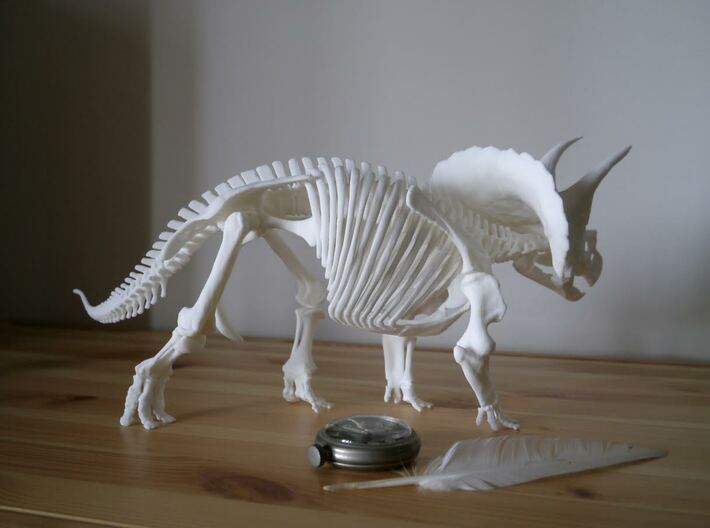 Triceratops horridus skeleton 1:20 scale 3d printed 