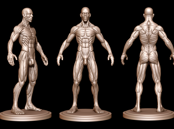 Idealized Male Ecorche Detailed - V2 3d printed V2 sculpt update