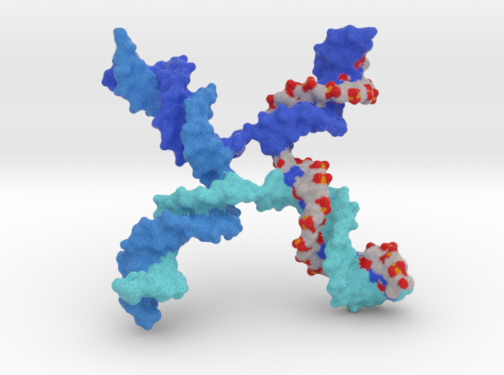 DNA - Holliday Junction 3d printed